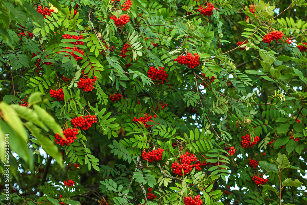 Rowan (Sorbus aucuparia) tree, ash berry clusters with green leaves around.