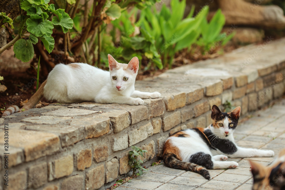 Stray cats relaxing at brick curb pavement in hotel resort.