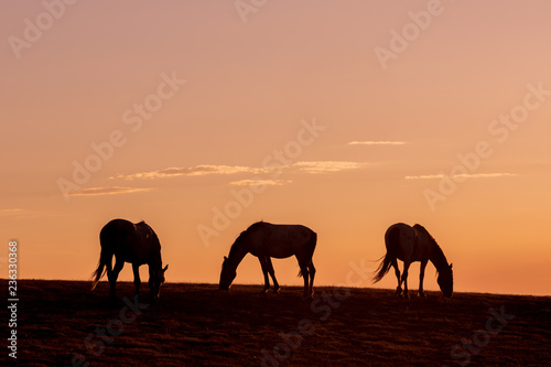 Wild Horses Silhouetted at Sunset
