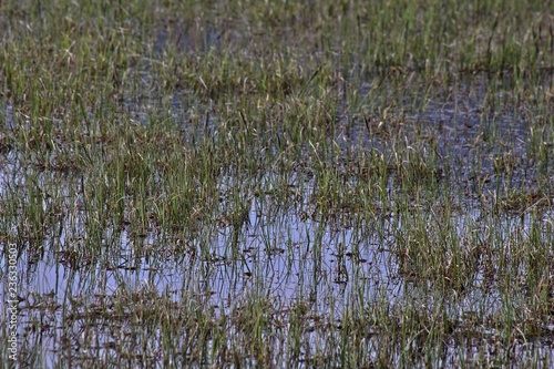 Swamp Grass Detail