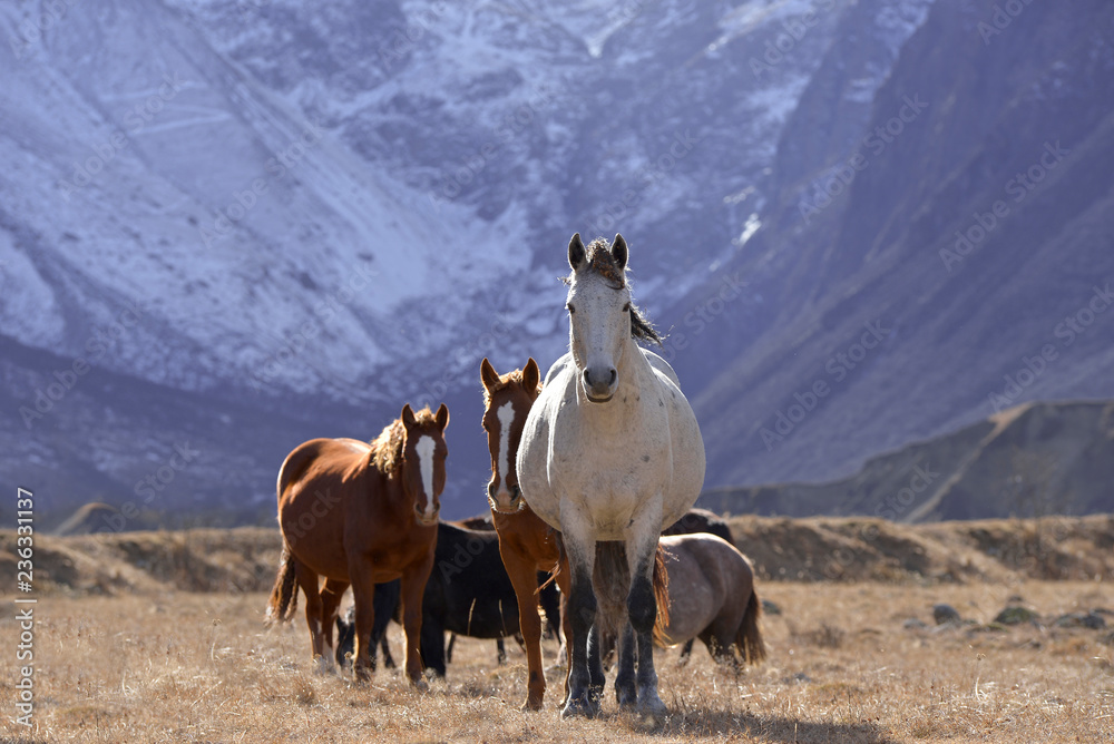 Obraz premium Wild horses graze in the snowy mountains on a Sunny autumn day.