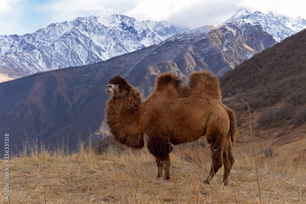 Photography Poster A large two-humped camel walks in the snowy