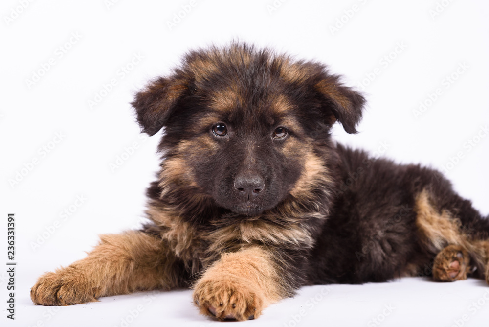 one german shepherd puppy posing on white background