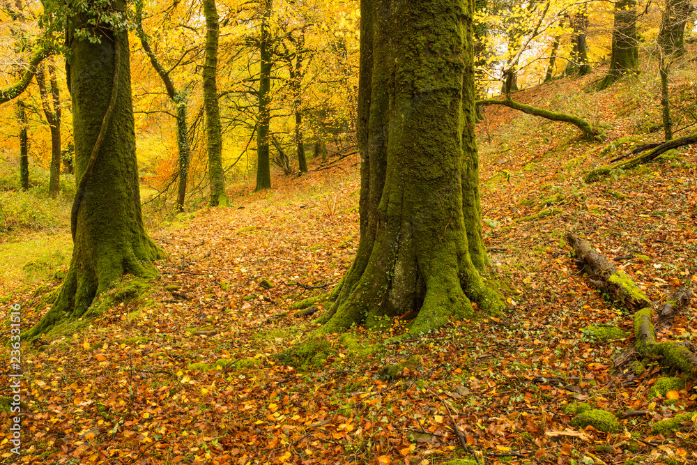 Beautiful autumn forest scene at Dartmoor in Devon Beautiful autumn forest scene at Dartmoor in Devon