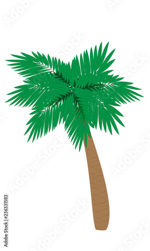 palm
