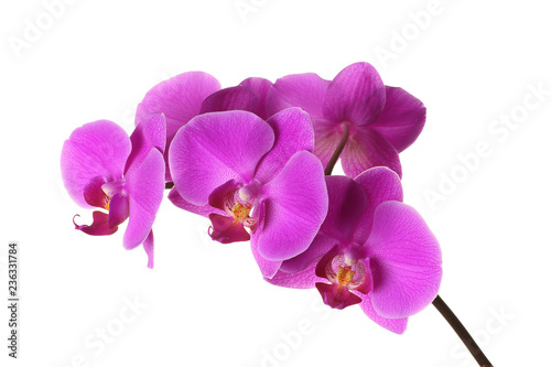 Pink phalaenopsis on a white background, flowers closeup, branch of orchid. photo