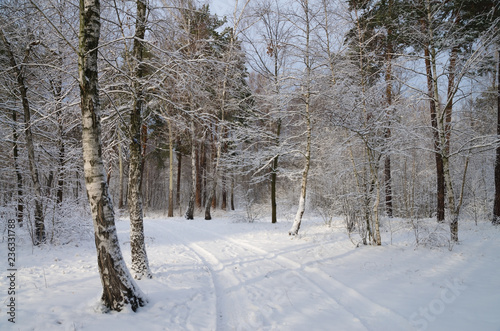 Wallpaper Mural Winter snow forest. Snow lies on the branches of trees. Frosty snowy weather. Beautiful winter forest landscape. Torontodigital.ca