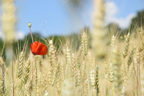 Coquelicot au milieu d un champ de bl  