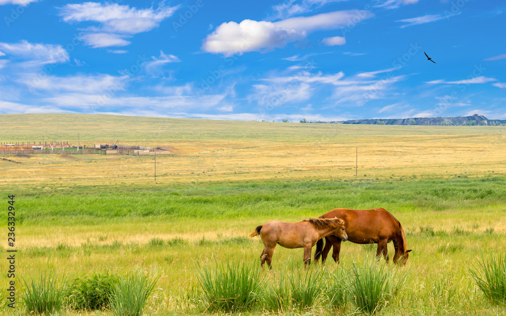 Wild horse and foal graze in the steppe of Khakassia. Beautiful summer landscape for travel stories with a bright blue sky and delightful clouds, grass, dried in the sun, freedom bird and horses.
