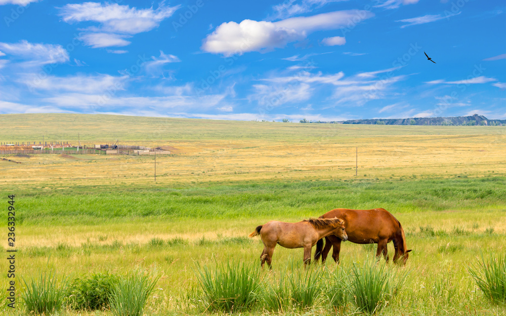 Wild horse and foal graze in the steppe of Khakassia. Beautiful summer landscape for travel stories with a bright blue sky and delightful clouds, grass, dried in the sun, freedom bird and horses. Wild horse and foal graze in the steppe of Khakassia. Beautiful summer landscape for travel stories with a bright blue sky and delightful clouds, grass, dried in the sun, freedom bird and horses.