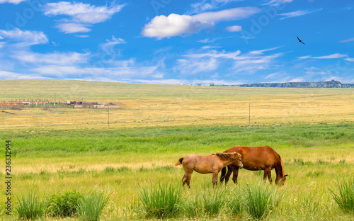 Wild horse and foal graze in the steppe of Khakassia. Beautiful summer landscape for travel stories with a bright blue sky and delightful clouds, grass, dried in the sun, freedom bird and horses. © Вера Тихонова