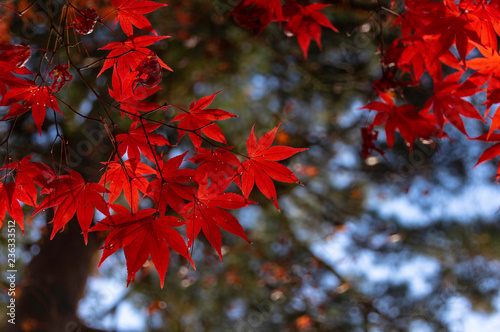 紅葉