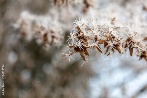 Tree branch with needles alike frost ice photo