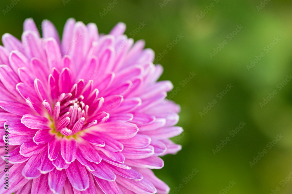 pink terry chrysanthemum macro pink terry chrysanthemum macro