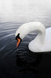 Sad swan head on a lake