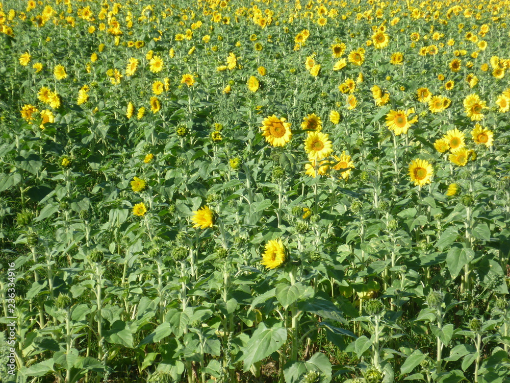 Sonnenblumenfeld Sonnenblumenfeld