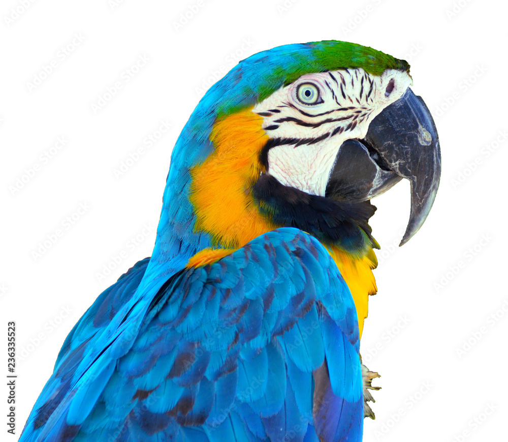 Naklejka premium Niebieska papuga