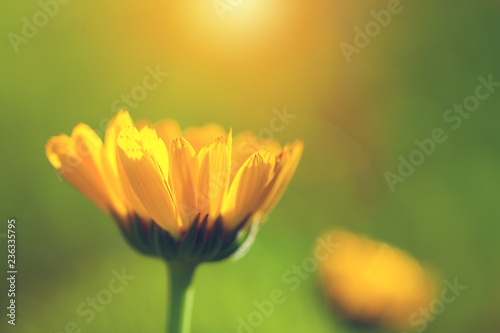 calendula flower in bright light