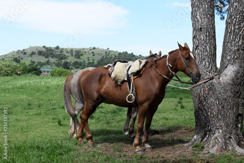 The horse is tied to a tree and is waiting for its owner.