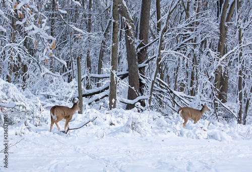 Two deer in a snowy winter forest