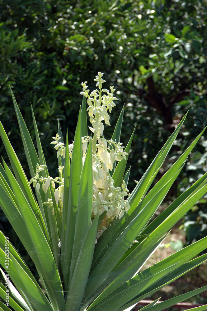 Obraz premium Fiore di Yucca