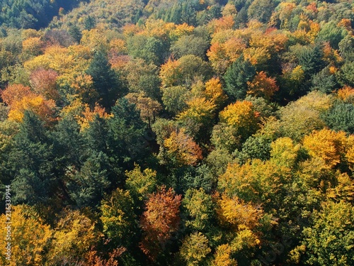 Aerial view on autumn forest with red, yellow, orange, brown and green color trees.
