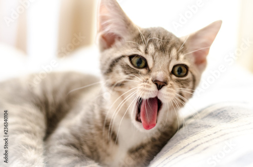 Fototapeta Naklejka Na Ścianę i Meble -  Kitten Yawning