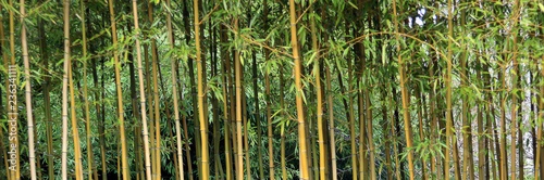 Bamboo grass stalk plants stems growing in California park like grove