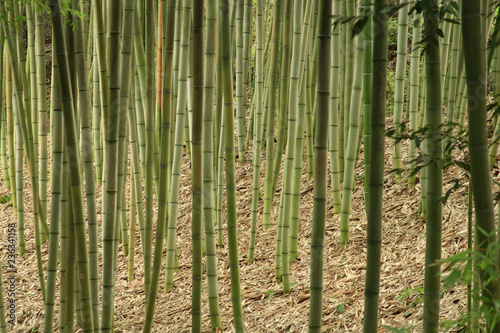 Bamboo grass stalk plants stems growing in California park like grove