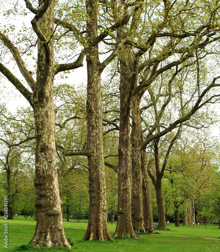  Save Download Preview Beautiful trees in Hyde Park, London, UK, beginning of the spring season