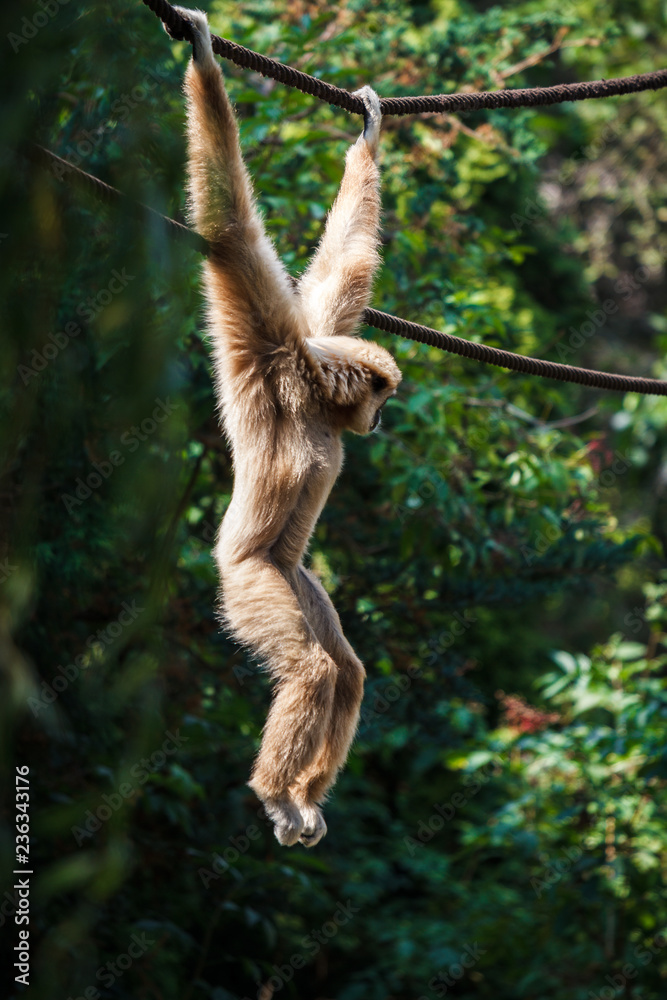 Naklejka premium Affe schwingt am Seil