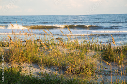 Sea Oats (Uniola paniculata) on Atlantic Coast photo