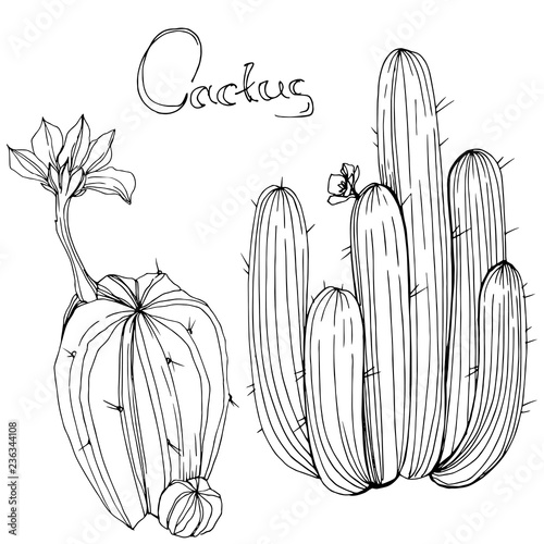 Vector Cactus. Floral botanical flower. Black and white engraved ink art. Isolated cacti illustration element.