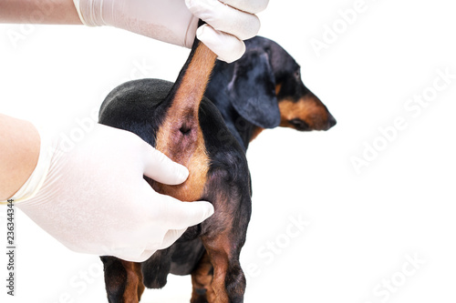 prophylactic cleaning the paranal glands in the dog veterinarian in the clinic photo