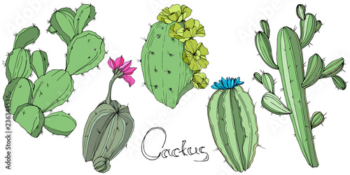Vector Cactus. Floral botanical flower. Green engraved ink art. Isolated cacti illustration element.