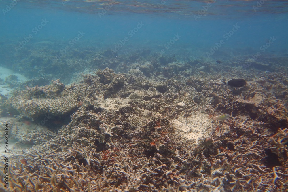 Fototapeta premium Beautiful view of dead coral reefs . Turquoise water and white sand background. Indian Ocean. Maldive islands. 