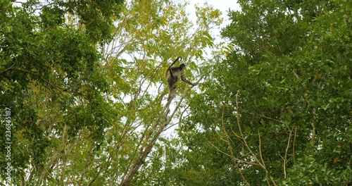 Spider monkey travels through canopy. photo