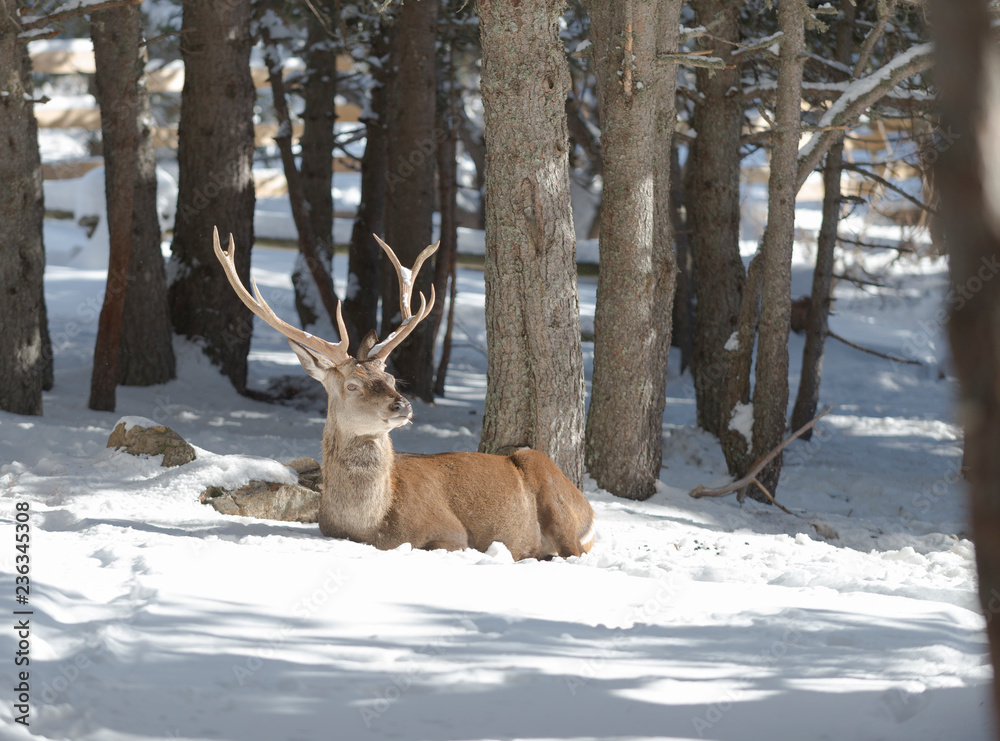 Noble deer in the winter forest Noble deer in the winter forest
