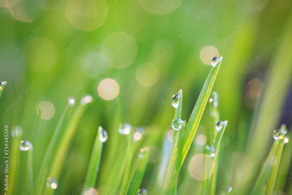 Fototapeta premium Grashalme mit Wassertropfen
