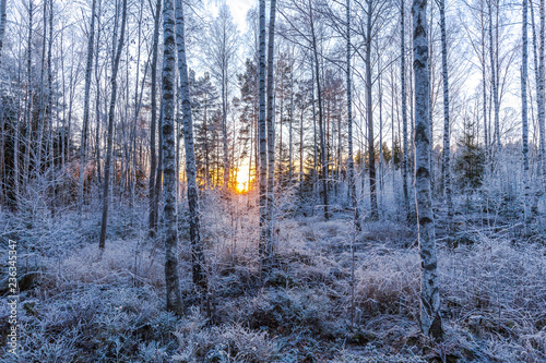 Frozen birch forest © Jonatan Rundblad