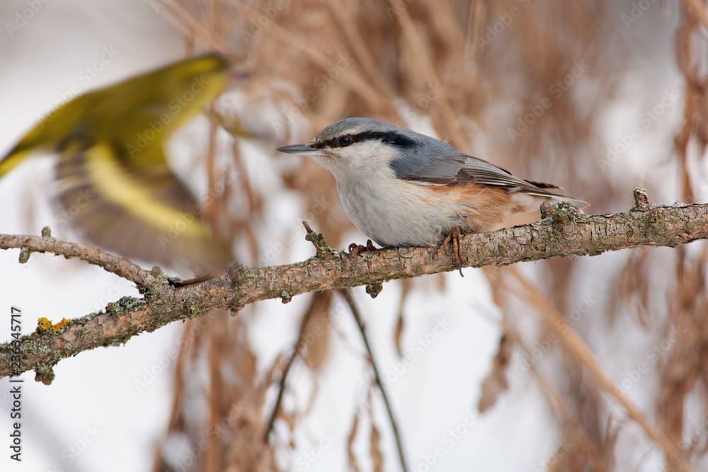 Eurasian nuthatch sits on a branch of a larch on a background of bushes and a flying bird. Eurasian nuthatch sits on a branch of a larch on a background of bushes and a flying bird.