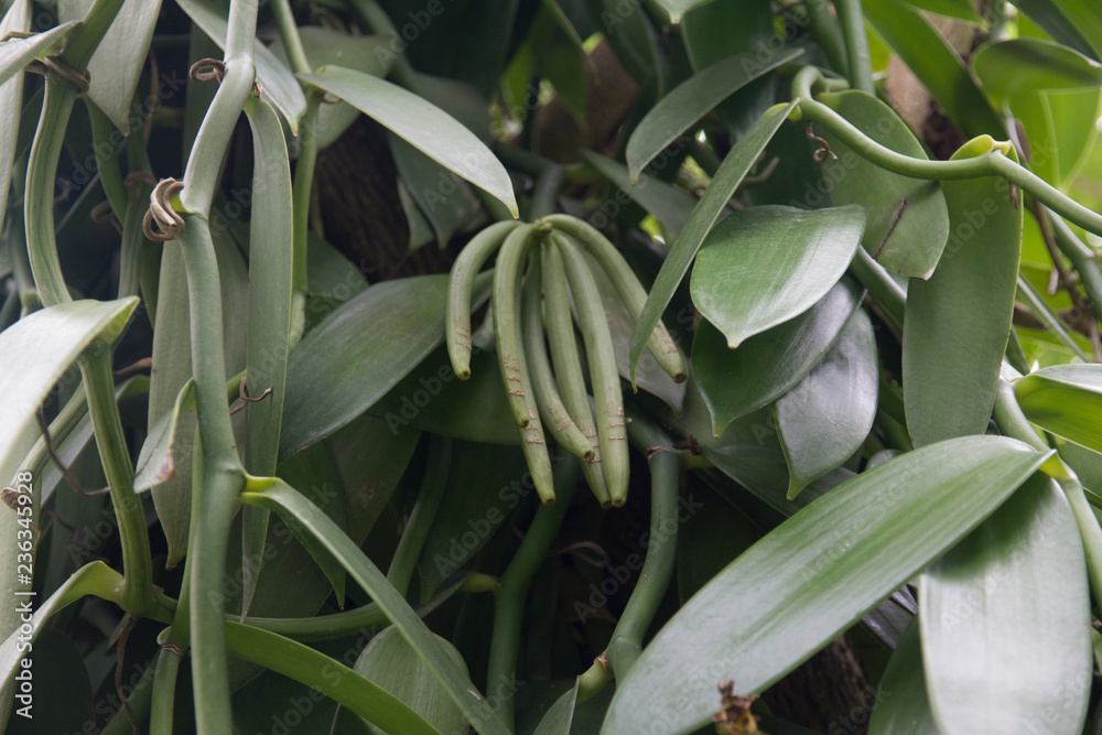 Obraz premium Vanilla