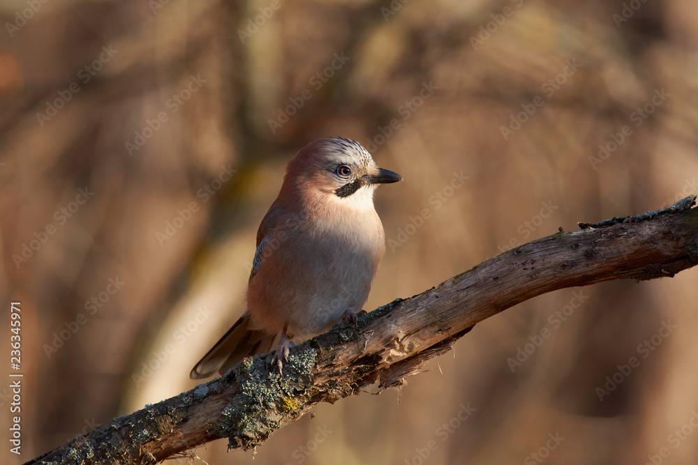 Eurasian jay sits on a branch with flaky bark and lichen on the border of light and shade (in late autumn in a forest park). Eurasian jay sits on a branch with flaky bark and lichen on the border of light and shade (in late autumn in a forest park).