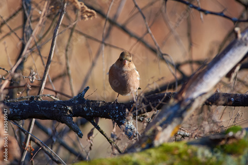 Chaffinch sits on a branch and looks toward the lens (in the morning in the forest park).