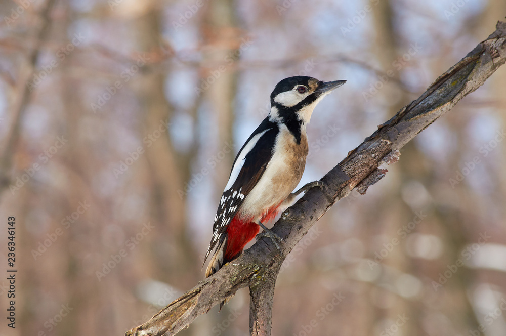 Obraz premium Great spotted woodpecker sits on a branch with flaking bark in a forest park in winter.