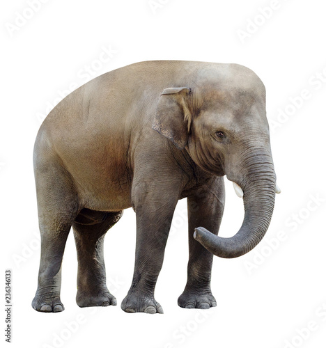 elephant isolated on white background.