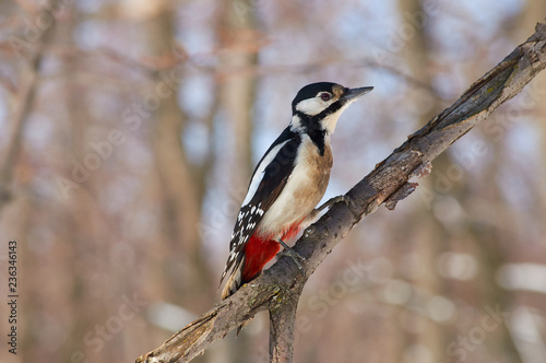 Great spotted woodpecker sits on a branch with flaking bark in a forest park in winter.