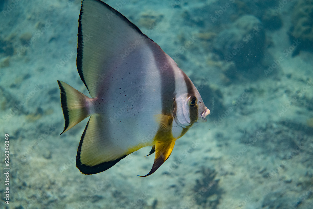 Fototapeta premium Batfish