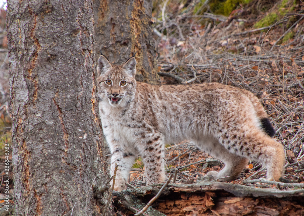 Siberian Lynx Kitten Siberian Lynx Kitten