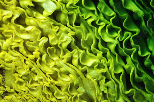 detail on the cut head of the cabbage